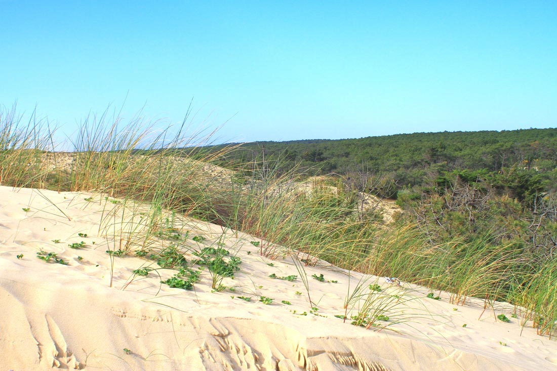 Dunes littorales Mimizan plage, Nouvelle-Aquitaine